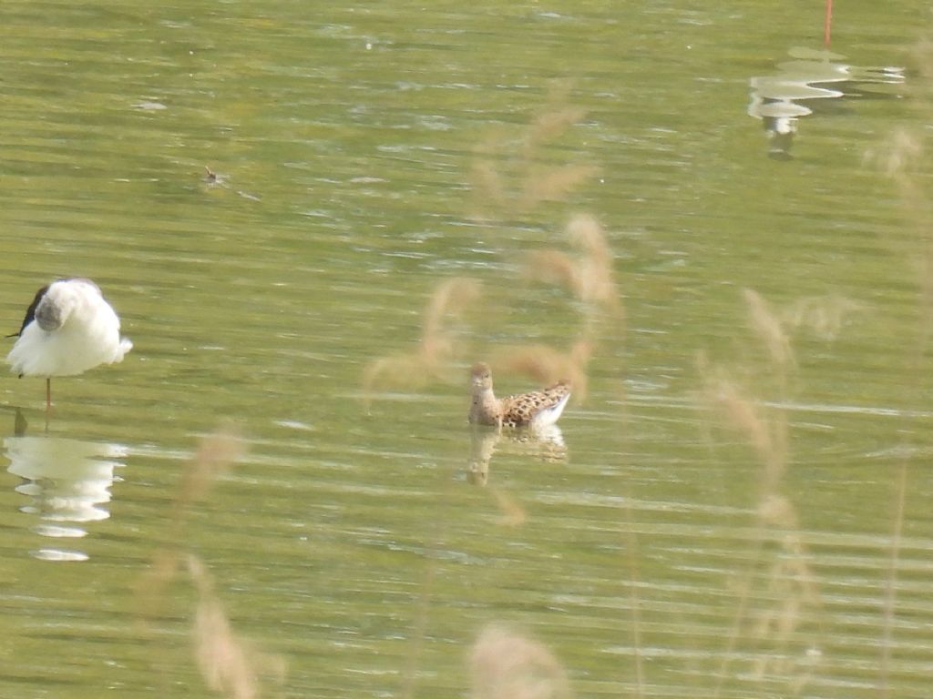 Limicolo da id: Combattente (Calidris pugnax)